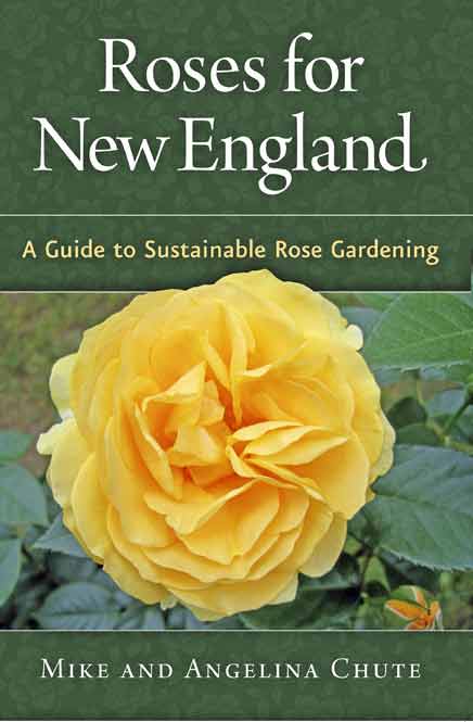 roses for new england