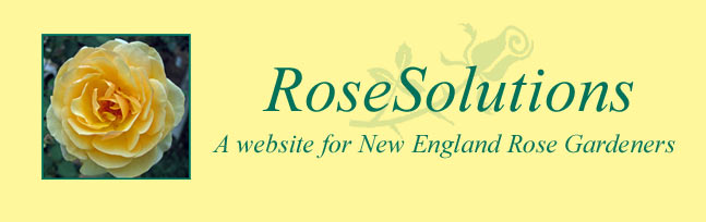 Rose Solutions Masthead